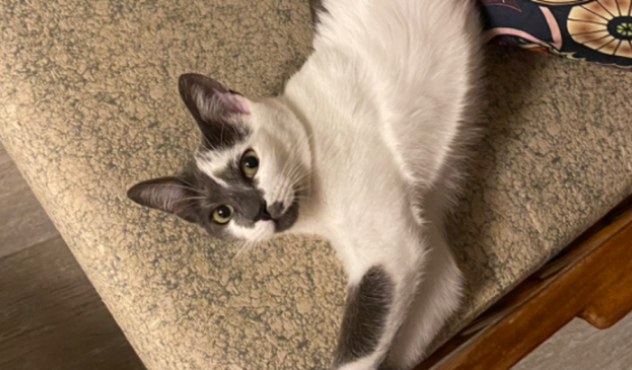 Vakinha de adoção da Nenê! 💜