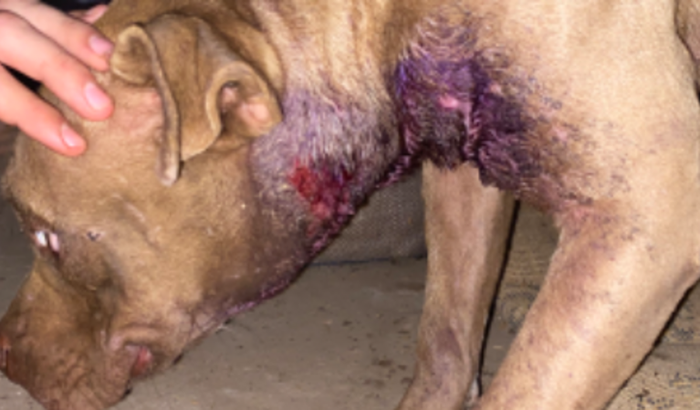 tratamento veterinário