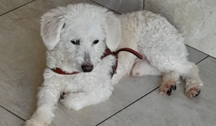 Ajuda para Tratamento do Dolly