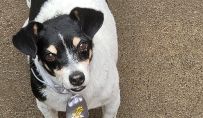 Ajuda para cirurgia cãozinho Tio Bob