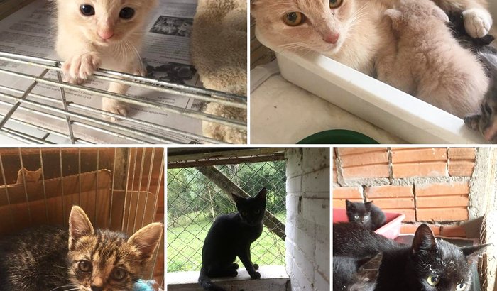 Ajuda para o grupo Salve um Gatinho