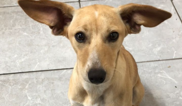 Ajude a castrar a Princesa