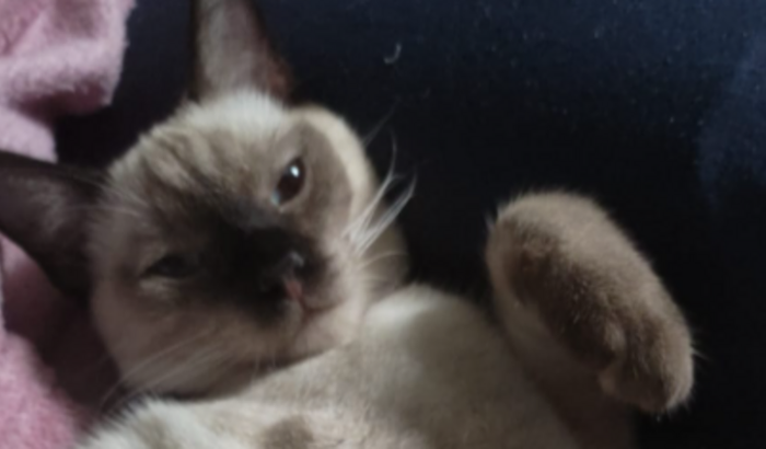 Cirurgia para retirada de Calculos na Bexiga