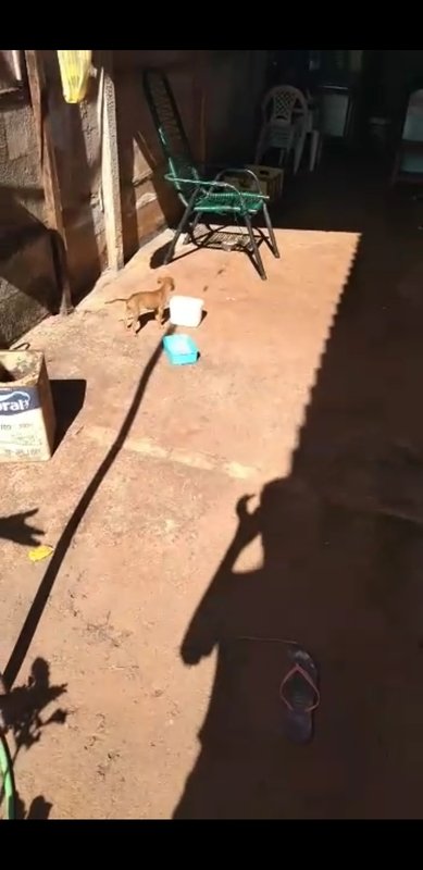 Cachorrinho doente 