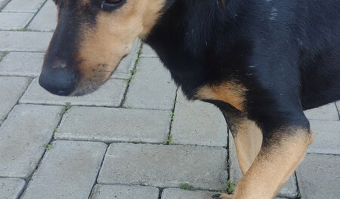  cachorrinho meu Bob adoeceu preciso pagar os exames que fica em torno de 300 Reais, me ajudem a salvar meu bb🙏🏻🥹