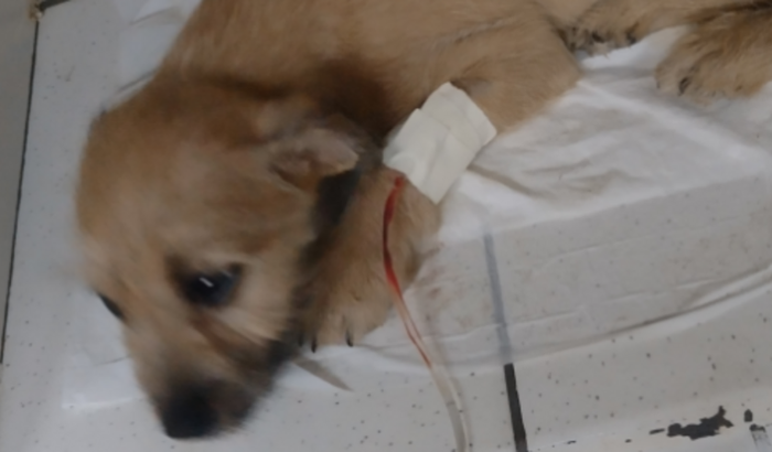 Ajuda para o filhote Bumer 