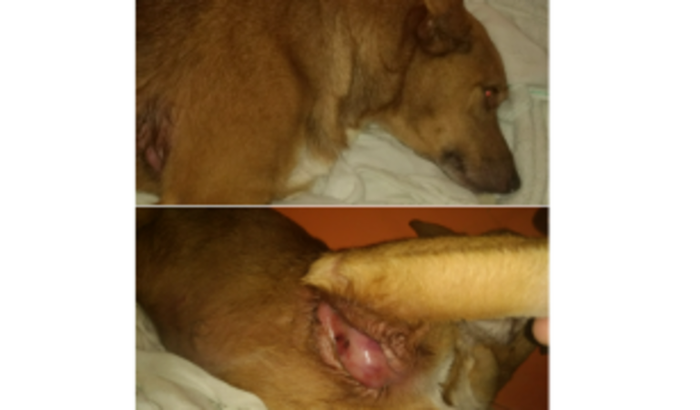 Ajuda para tratar a minha cachorrinha 