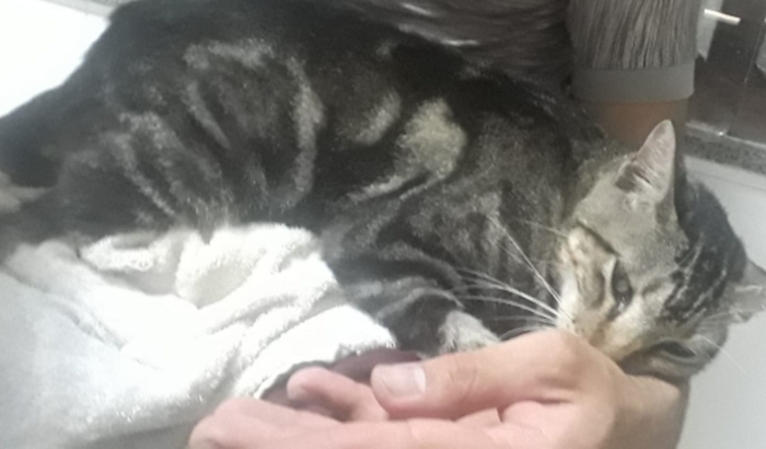 GIGANTE PRECISA DA SUA AJUDA!