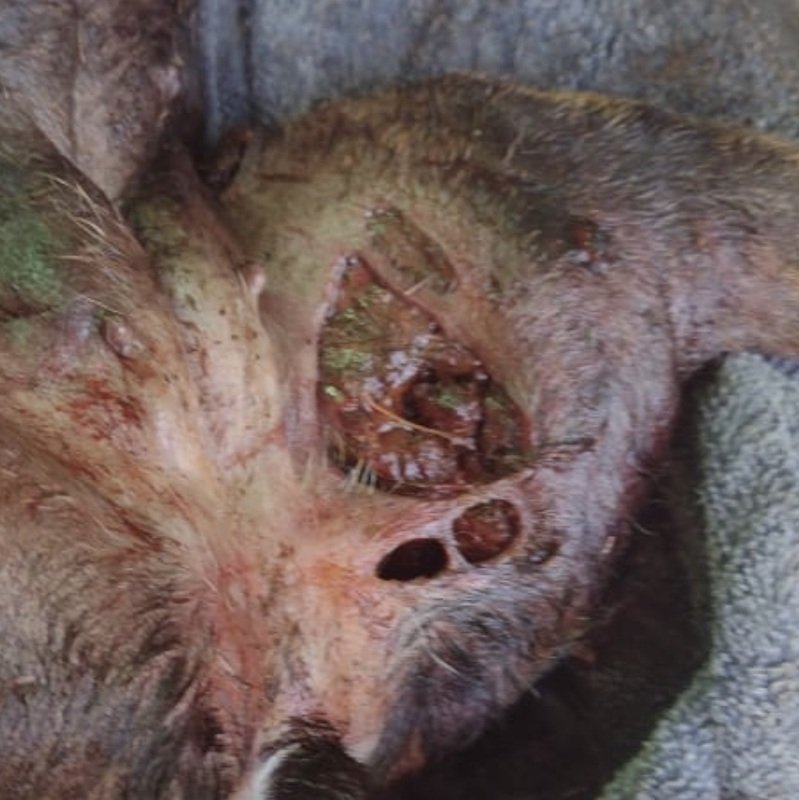 imagem da vaquinha fratura na bacia com necrose 