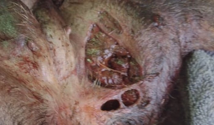 fratura na bacia com necrose 