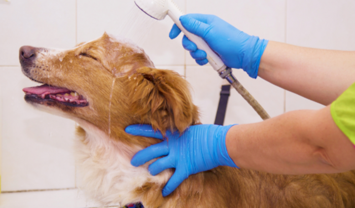 Ajuda para montar meu pet shop