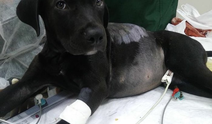 Ajude a salvar um bebê de quatro patas
