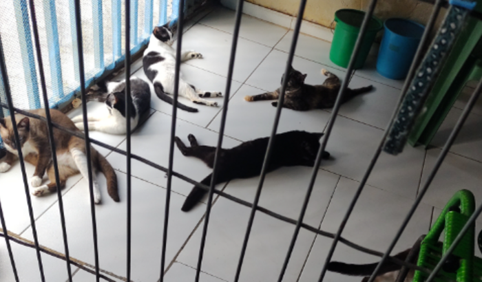 Ajude Dona Lourdes a alimentar 220 gatos resgatados em São Luis