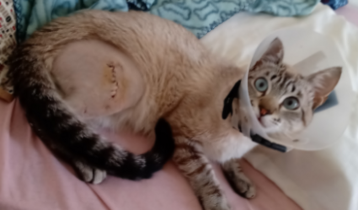 Ajuda com os custos da cirurgia do gatinho