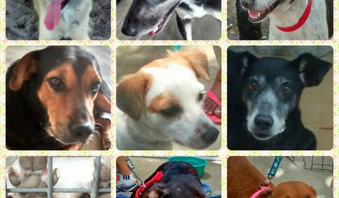 ABRACE - Uma Causa Animal (pgto de clínicas)