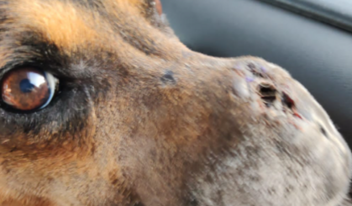 Ajuda para o CÃO  DAFÉ que perdeu o nariz