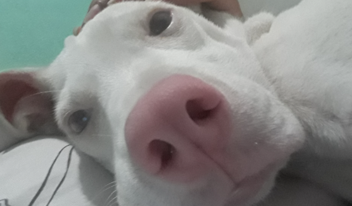 Oi Aumigos, sou eu o apollo e infelizmente eu estou muito dodói me ajude a me tratar.