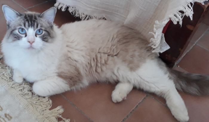 Ajuda Castração do Aslan