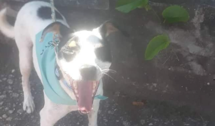 Ajuda pra comprar ração para 3 cachorros 