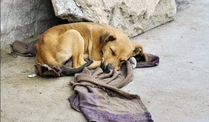 Ajudar os Doguinhos de Rua 🐶🥺😔