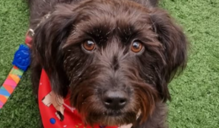 ONG Virapatas - de onde a Pan veio :)