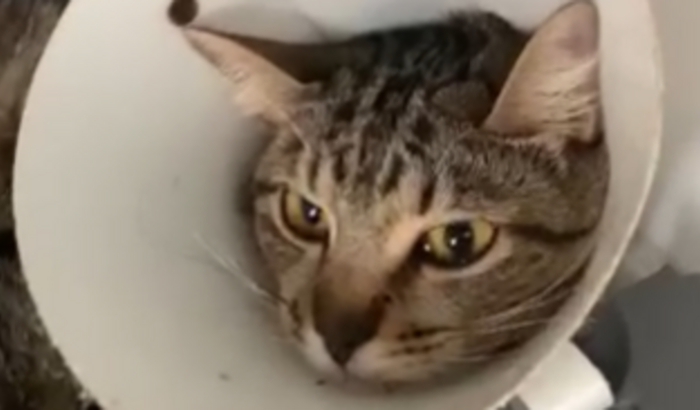 Ajude a gatinha Lindy