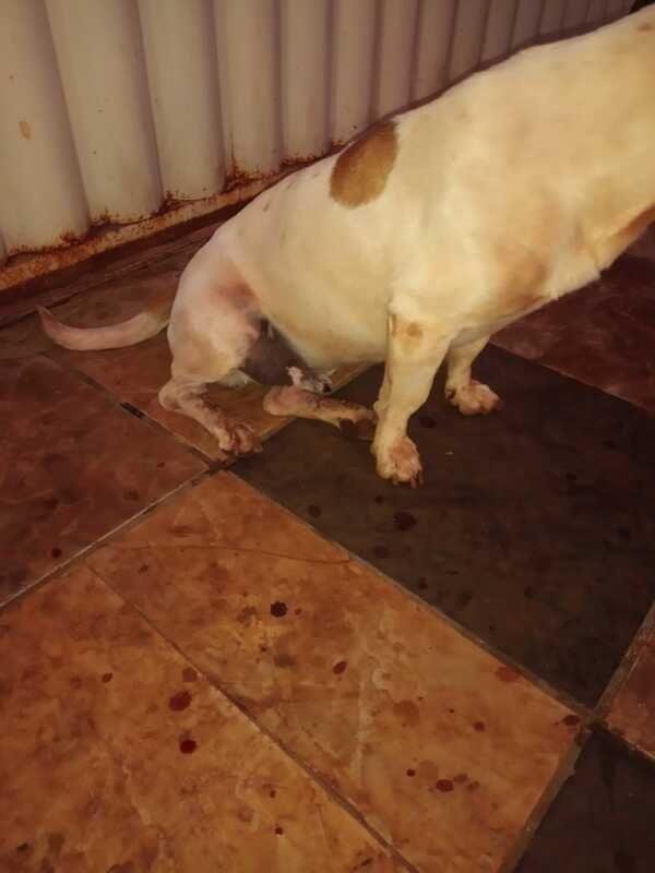Cachorro com câncer 