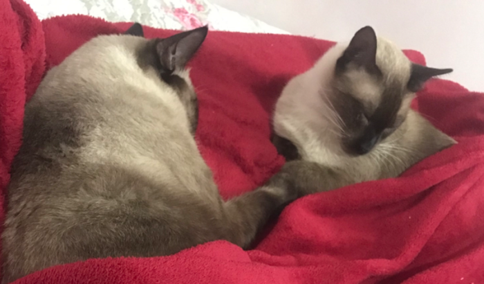 Ajuda de custo para transporte de dois gatinhos de Macapá-AP/São Paulo-SP