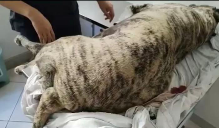 Pagar procedimentos veterinários