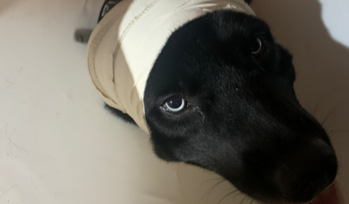 CIRURGIA DE OTOHEMATOMA DO BARÁ