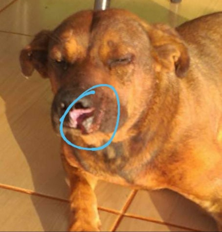 Cachorro focinho machucado 