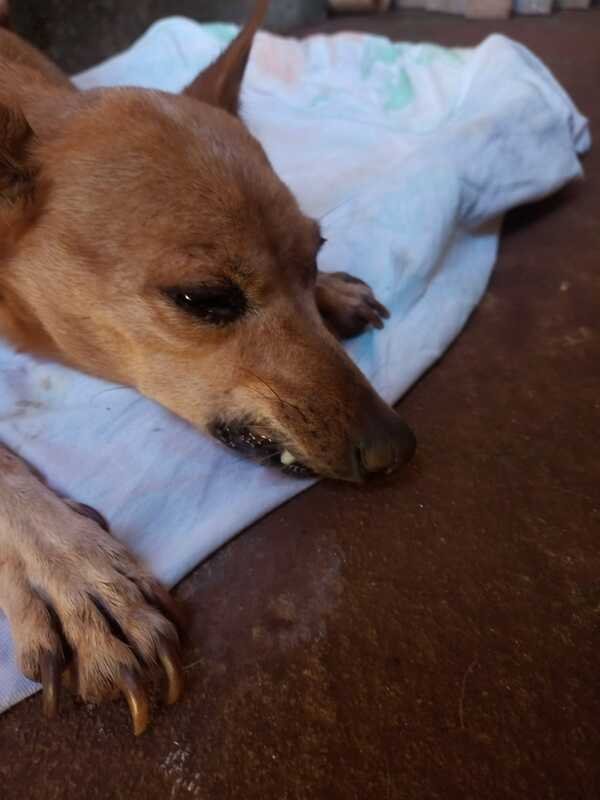 Cachorra prostrada