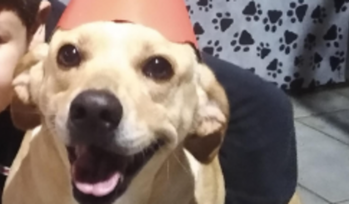 Pagar despesas veterinária tratamento da Lolla