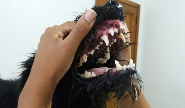 Cirurgia do Beto