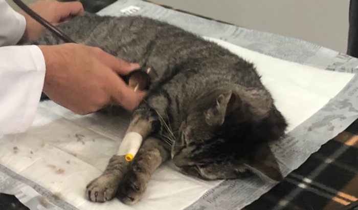 Ajude um gatinho atropelado