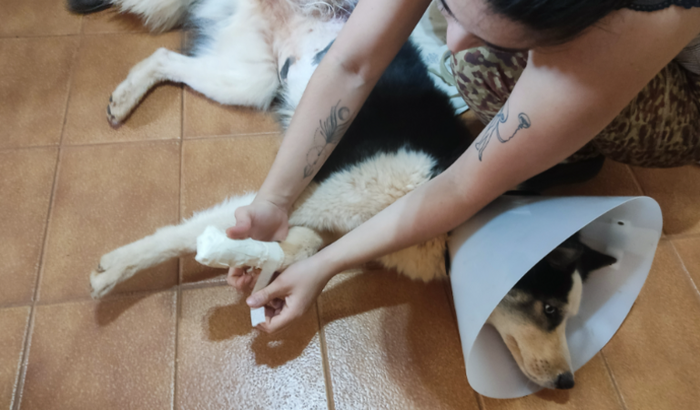 Ajude a Salvar a Kyra Lobinha