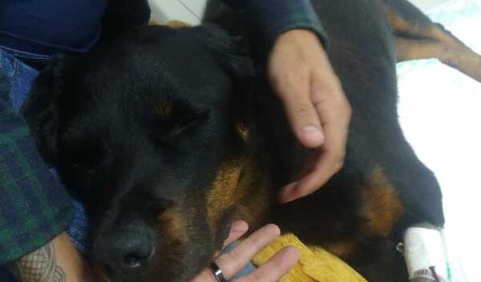 Exames clínicos veterinário Iron 