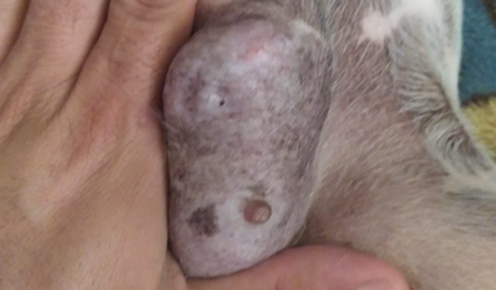 Cirurgia para a Princesa