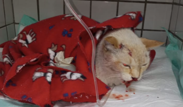 Cirurgia gatinho de rua