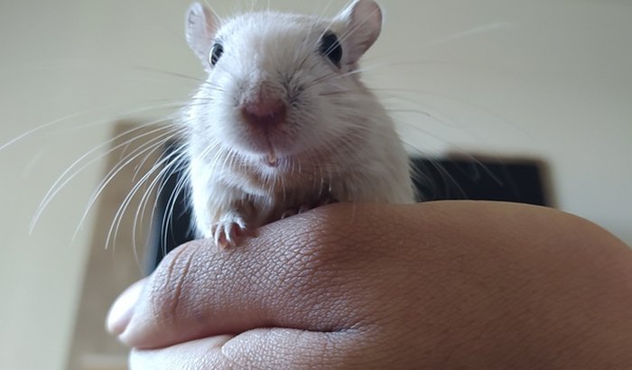 AJUDE O LUTERO, O RATINHO DENTUÇO 