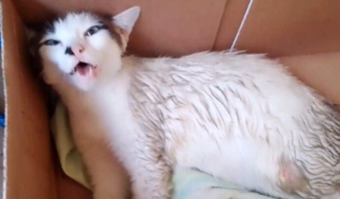 Gatinha alejada precisa de uma cadeira de rodas