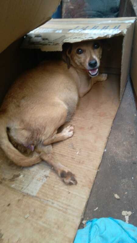 Cachorrinha grávida abandonada 