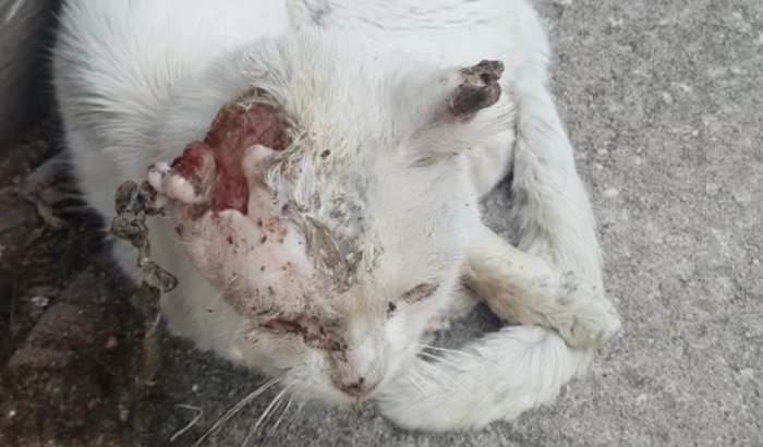 Ajude um gato com tumor