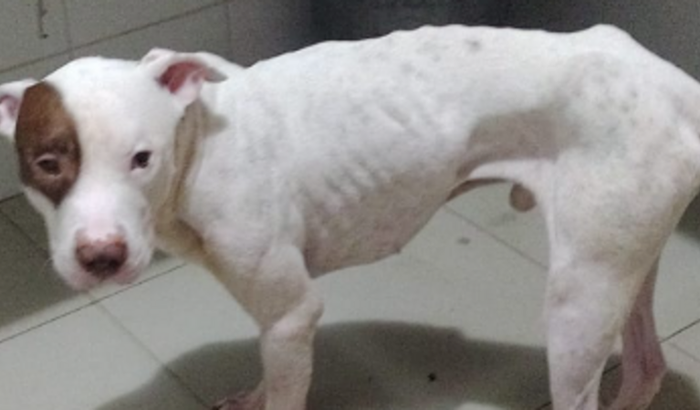 Ajude o Morpheu a viver