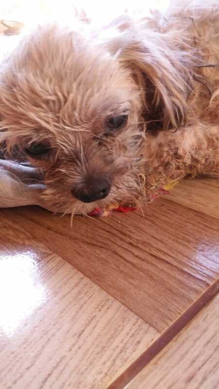 Cachorrinha doente shitzu 