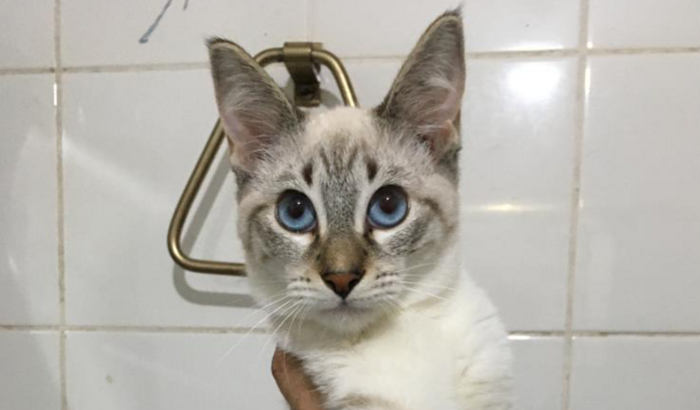 Ajude os bichinhos da Neile 
