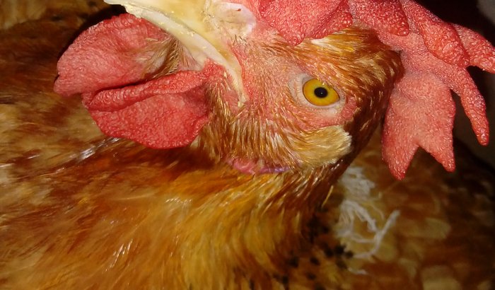 Ajude a galinha Juliana