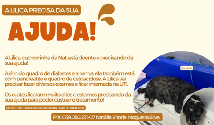 Internação da Lilica