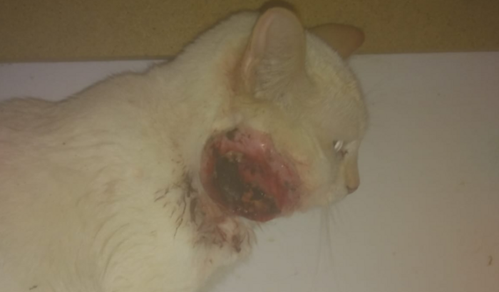 Gatinha precisa de tratamento urgente
