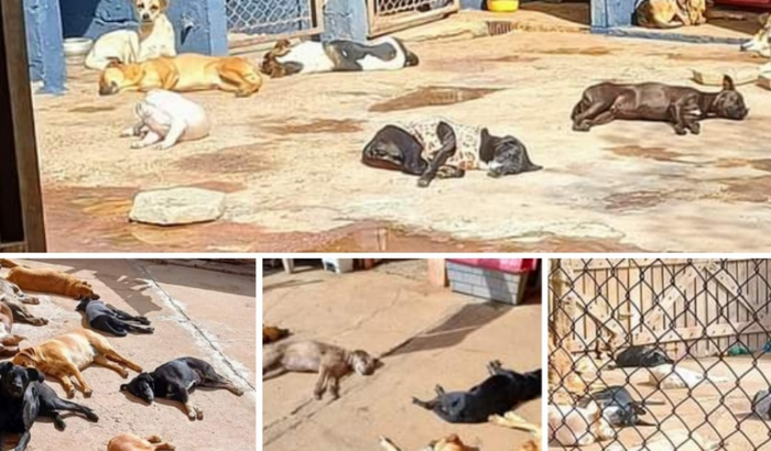 Compra da chácara dos cães